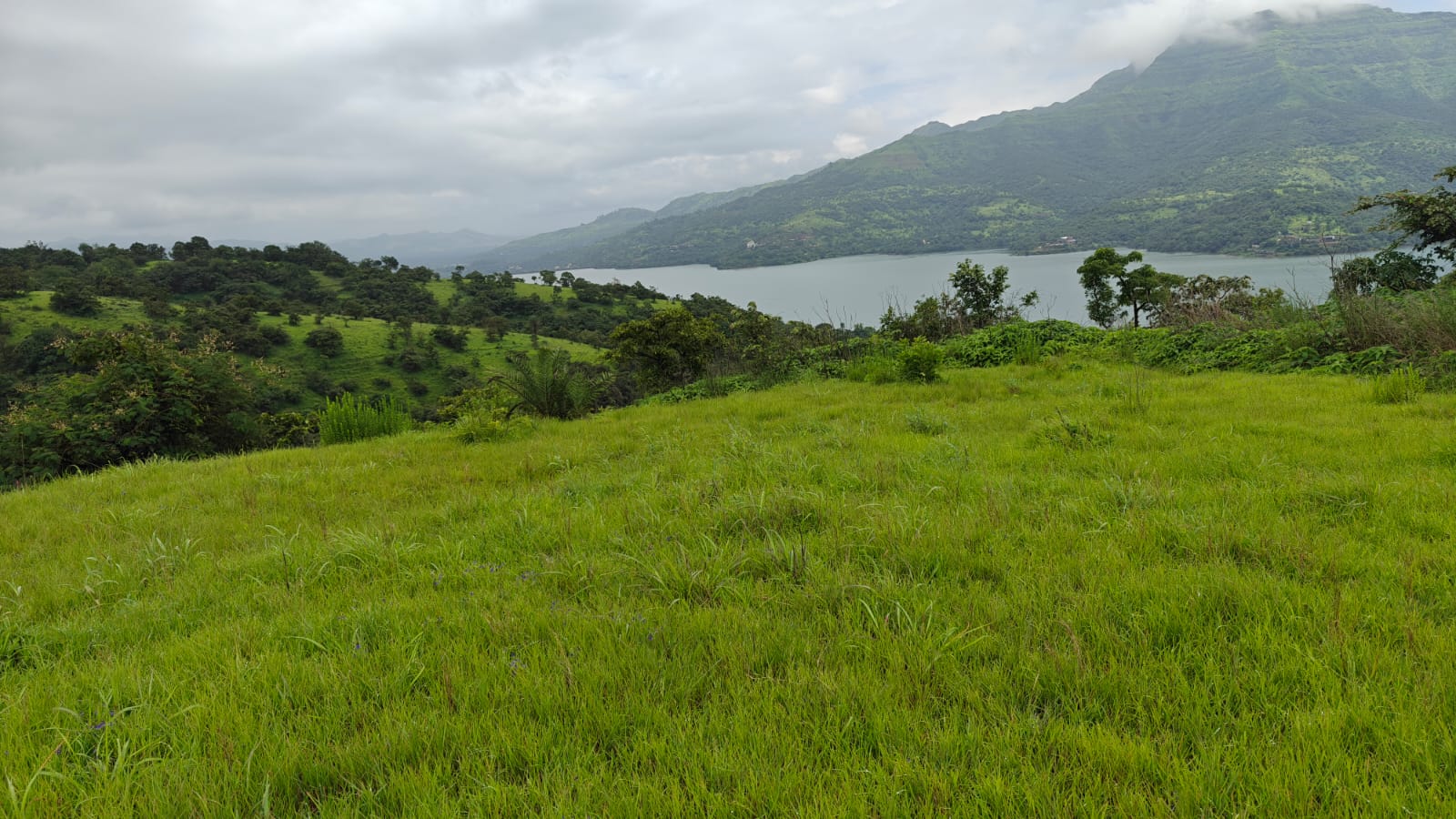 Plot Image